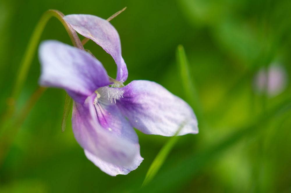 Wiesenveilchen..