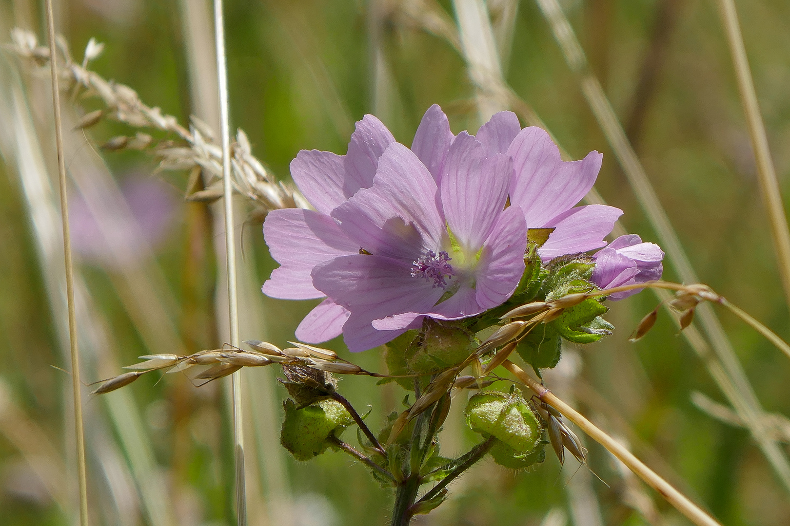 Wiesenvielfalt Nr. 2