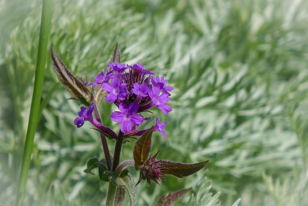 Wiesenvielfalt Nr. 5