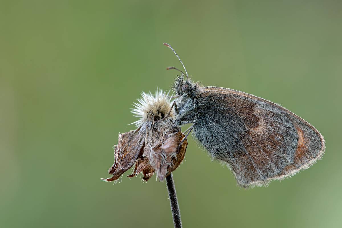 Wiesenvögelchen