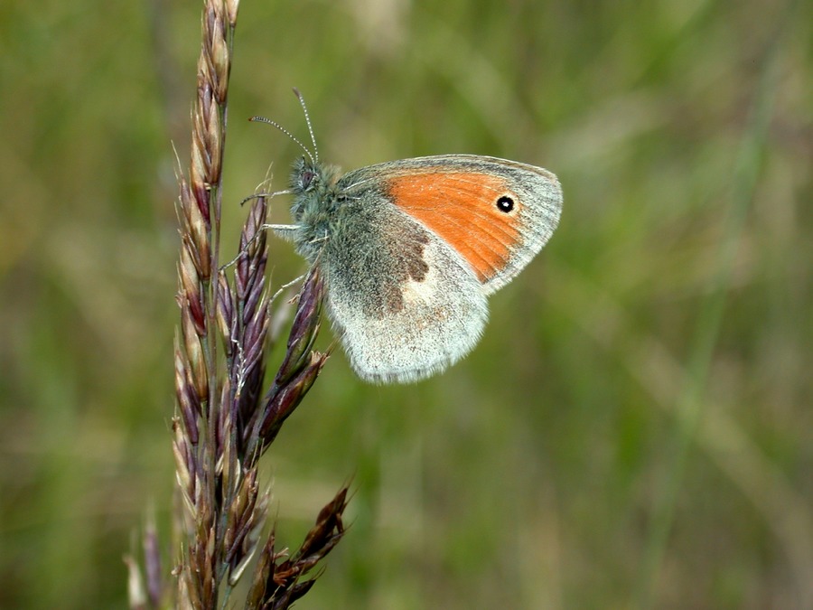 Wiesenvögelchen