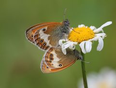 Wiesenvögelchen