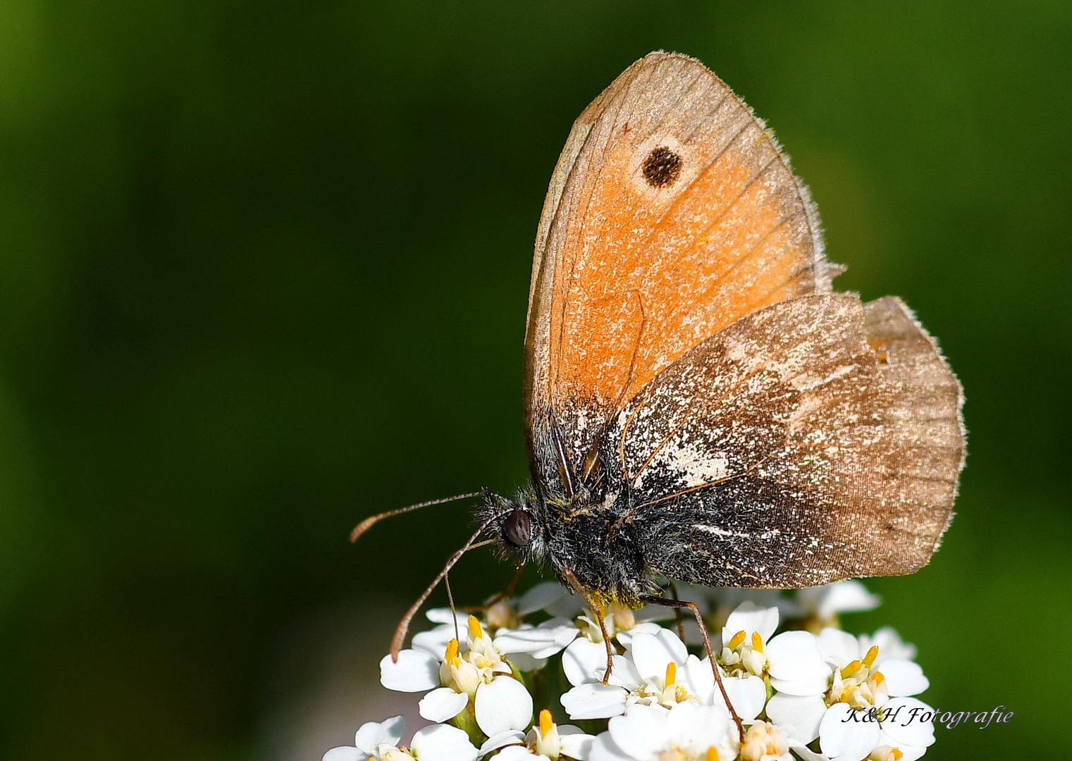 Wiesenvögelchen