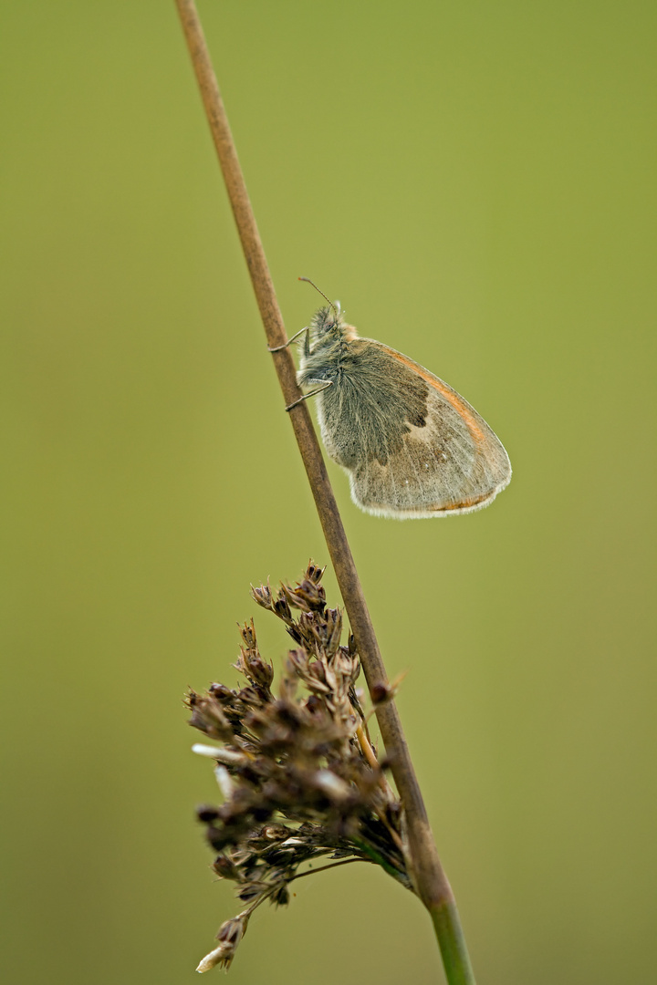 Wiesenvögelchen