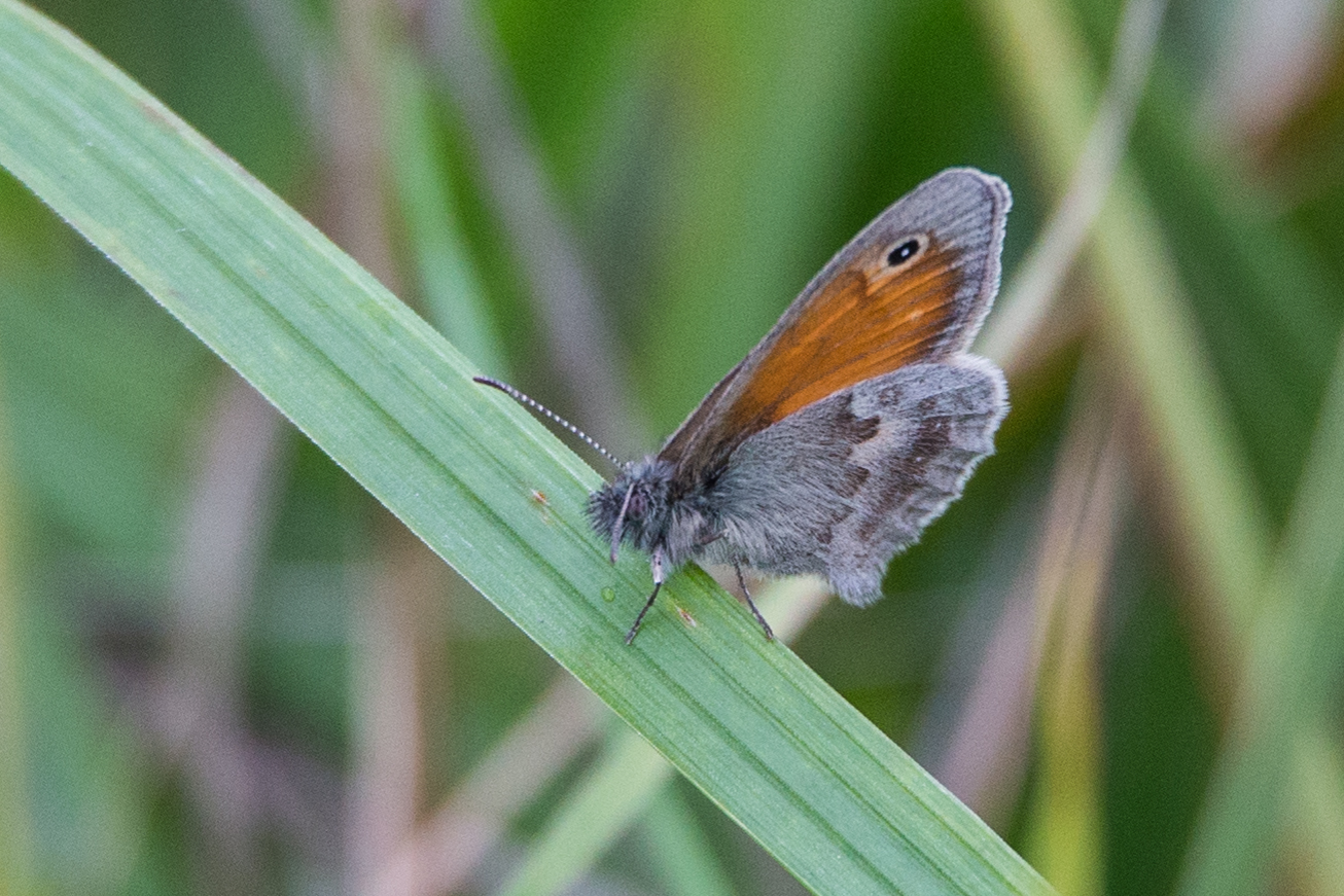 Wiesenvögelchen