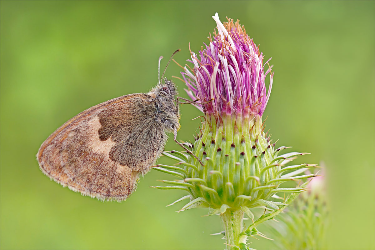 Wiesenvögelchen