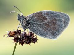 Wiesenvögelchen