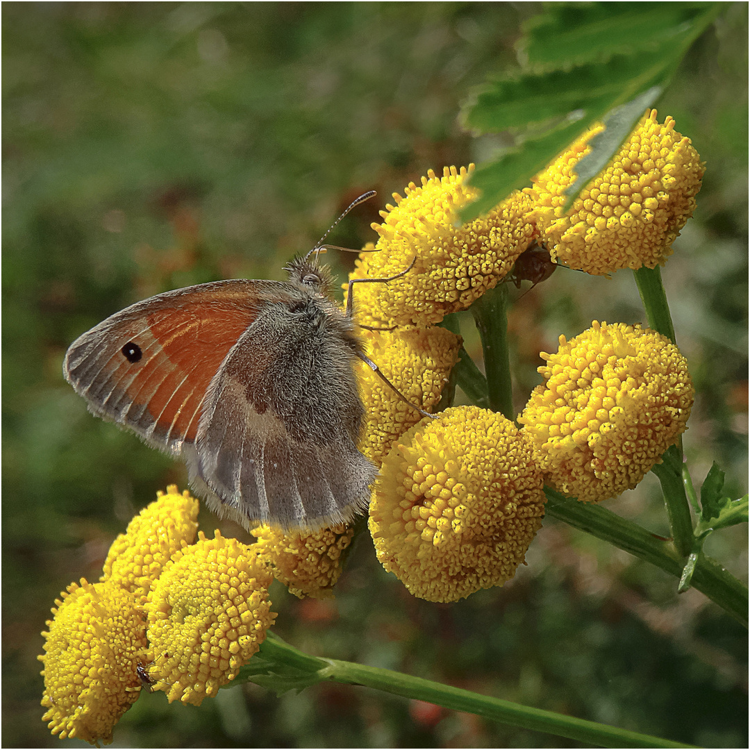 Wiesenvögelchen auf Rainfarn  (Samstag - Blühpflanzenbesucher 26.08.2023)