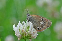 Wiesenvögelchen auf weißem Klee