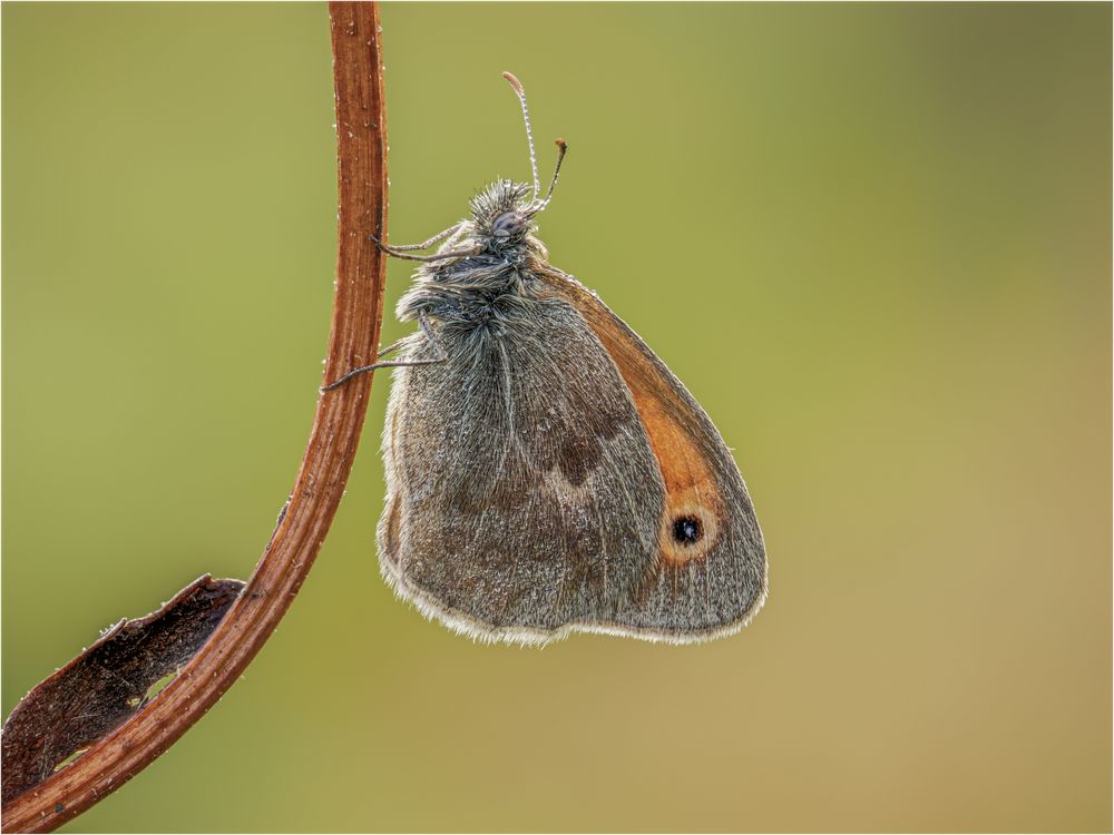 Wiesenvögelchen