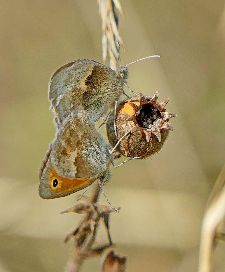    Wiesenvögelchen  bei der Paarung.