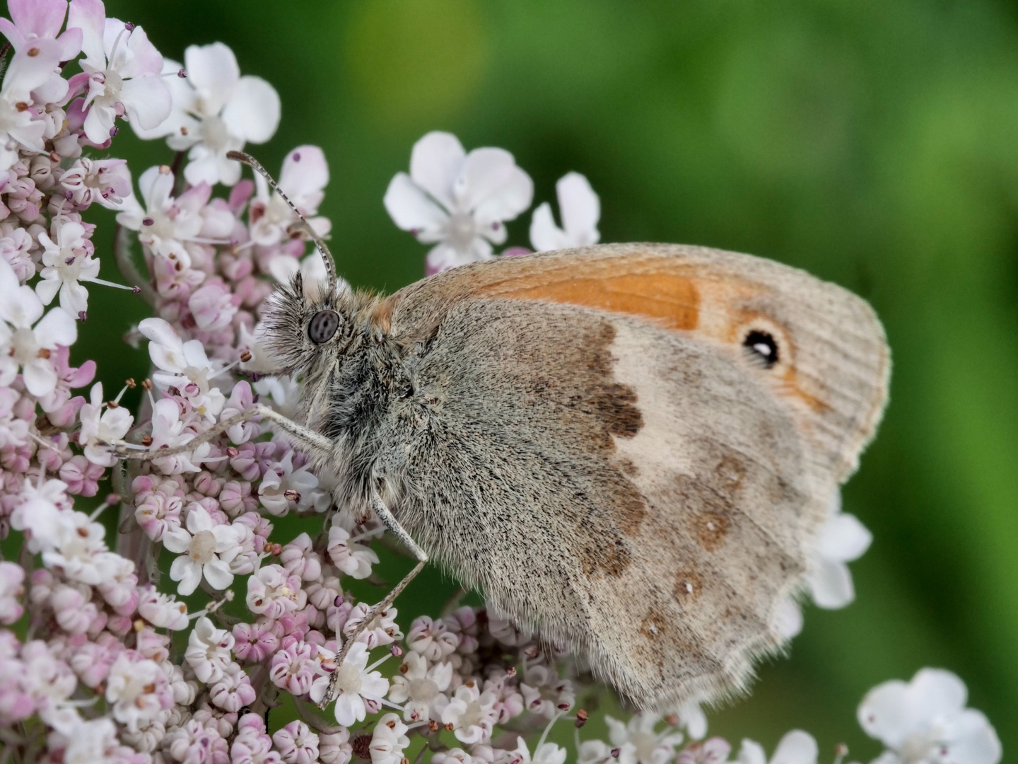 Wiesenvögelchen Coenonympha pamphilus