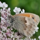 Wiesenvögelchen Coenonympha pamphilus