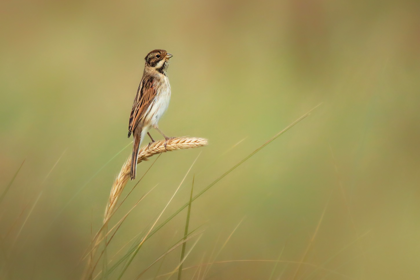 Wiesenvögelchen Foto & Bild fotos, canon, sommer Bilder auf
