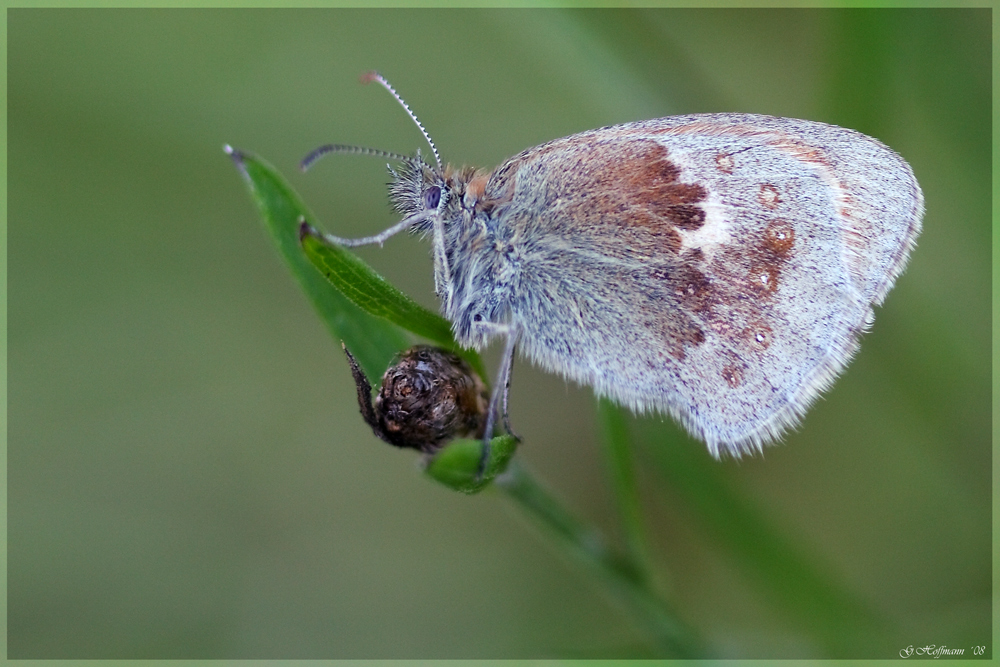 Wiesenvögelchen