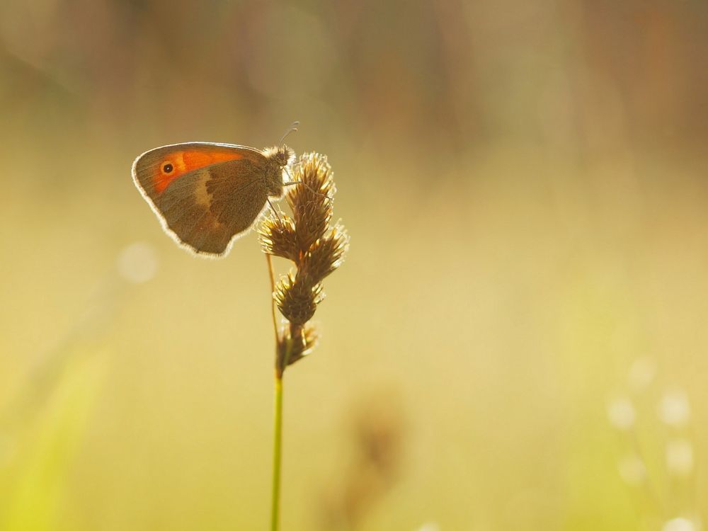 Wiesenvögelchen im Gegenlicht.