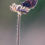 Wiesenvögelchen im Gegenlicht