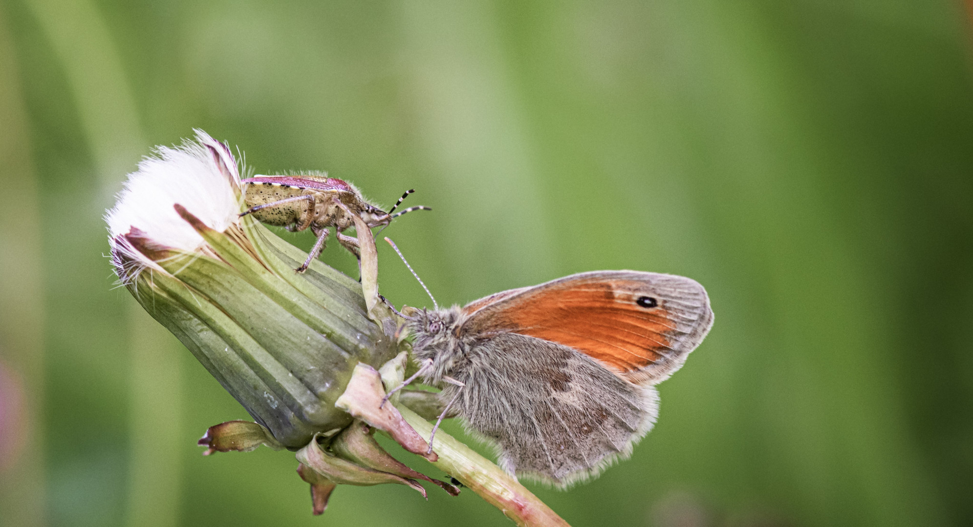 Wiesenvögelchen trifft Wanze