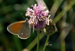 Wiesenvögelchen zum Zweiten