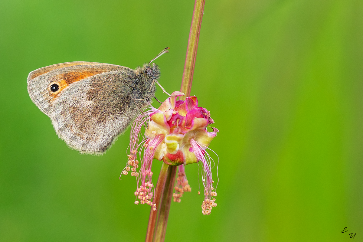 wiesenvöglchen auf wiesenknöpfchen