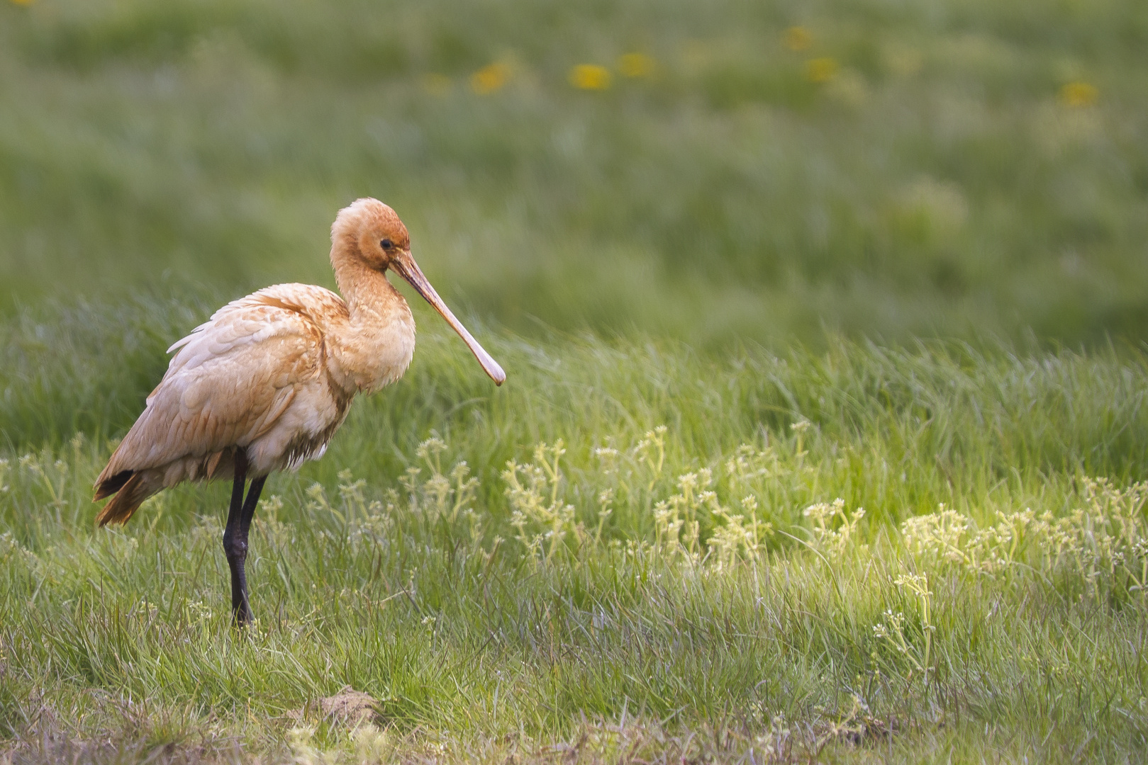 wiesenvogel?