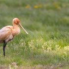 wiesenvogel?