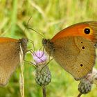 Wiesenvogelduo