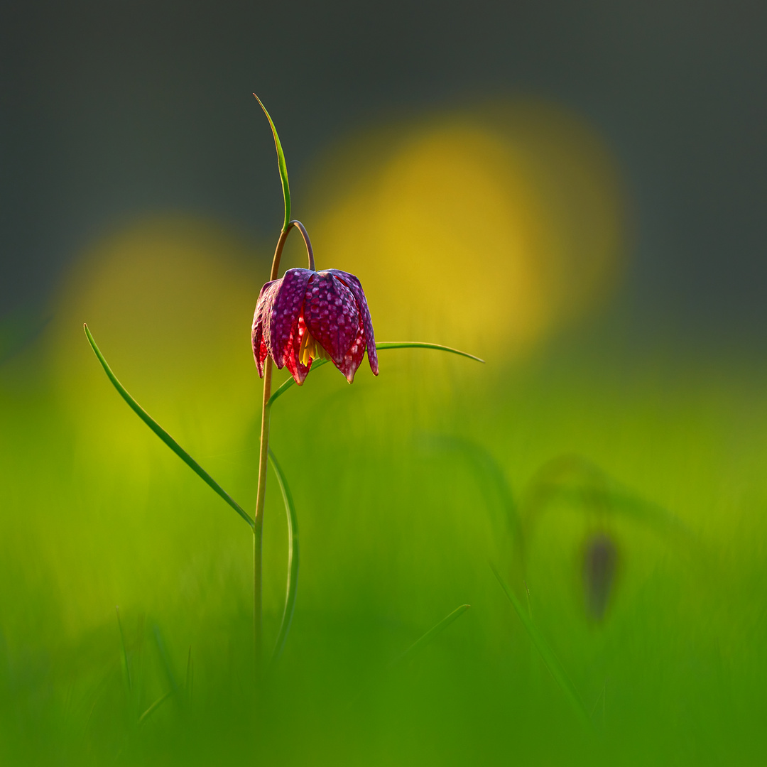 Wiesenwärme