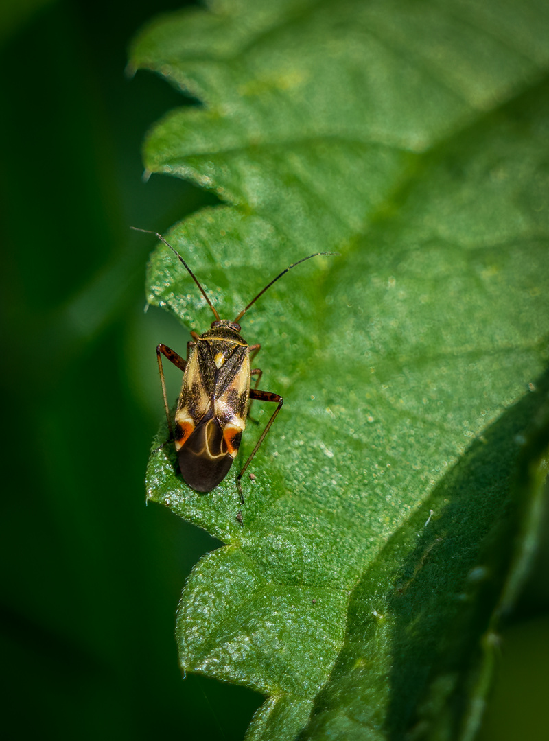 WIESENWANZE