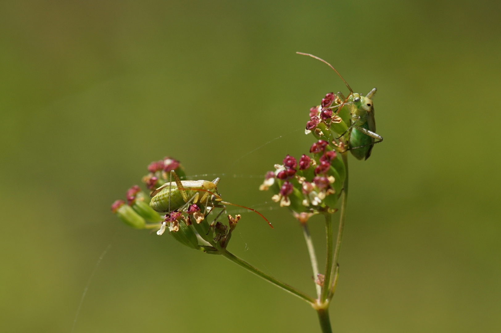 Wiesenwanzen