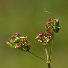 Wiesenwanzen