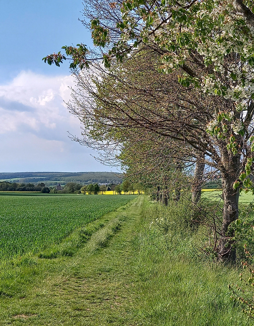 Wiesenweg