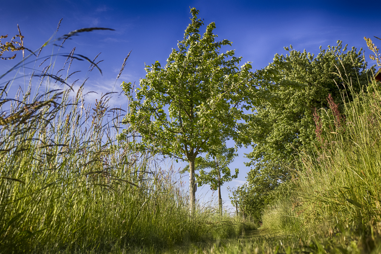 Wiesenweg