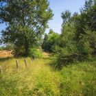 Wiesenweg an einem Sommertag