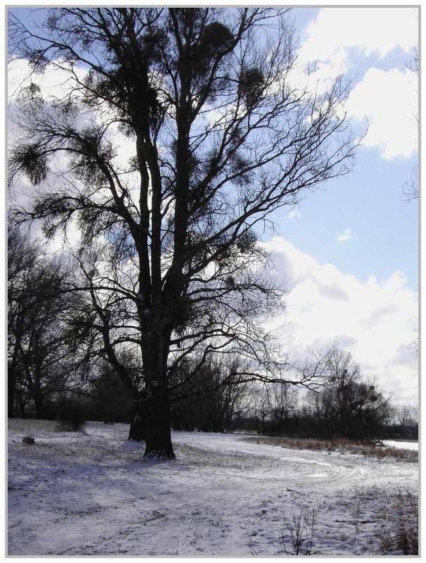 Wiesenweg an einem Wintertag