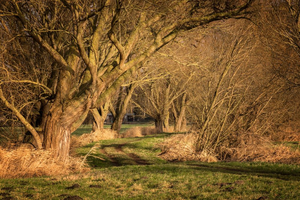 Wiesenweg im Dezember