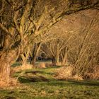 Wiesenweg im Dezember