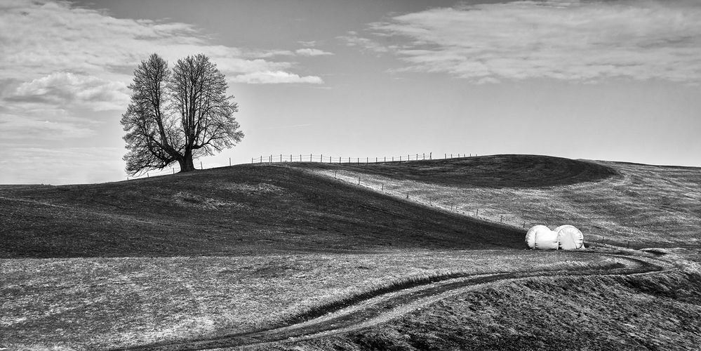 Wiesenweg mit Baum