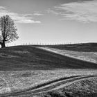 Wiesenweg mit Baum