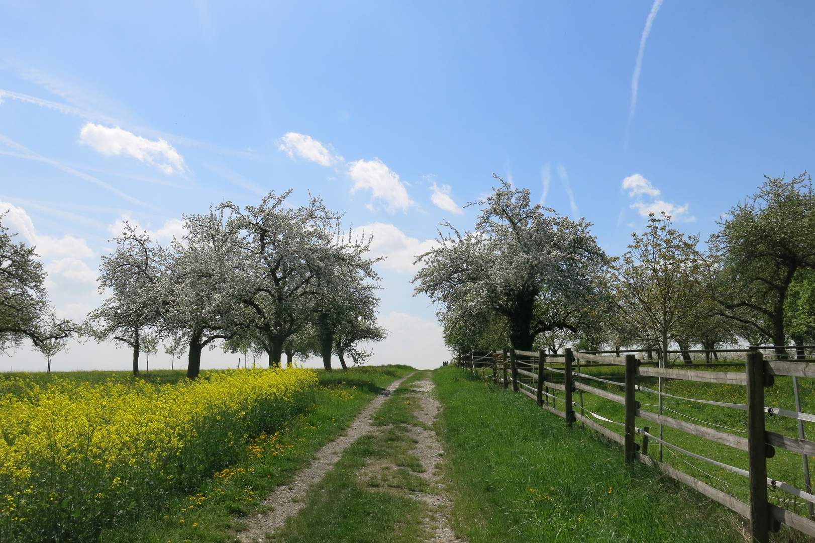 Wiesenweg mit blühenden Obstbäumen