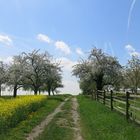 Wiesenweg mit blühenden Obstbäumen