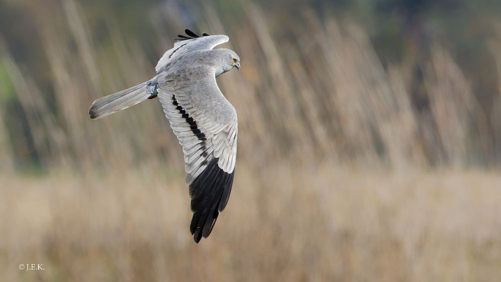 Wiesenweihe 2 Foto & Bild vögel, greifvögel, weihen Bilder auf
