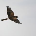 Wiesenweihe, 2jähriges Weibchen