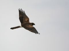 Wiesenweihe, 2jähriges Weibchen