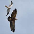 Wiesenweihe attackiert Schreiadler