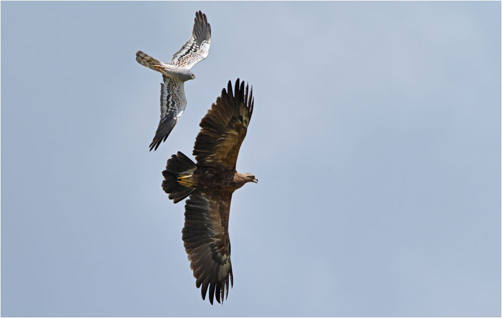 Wiesenweihe attackiert Schreiadler