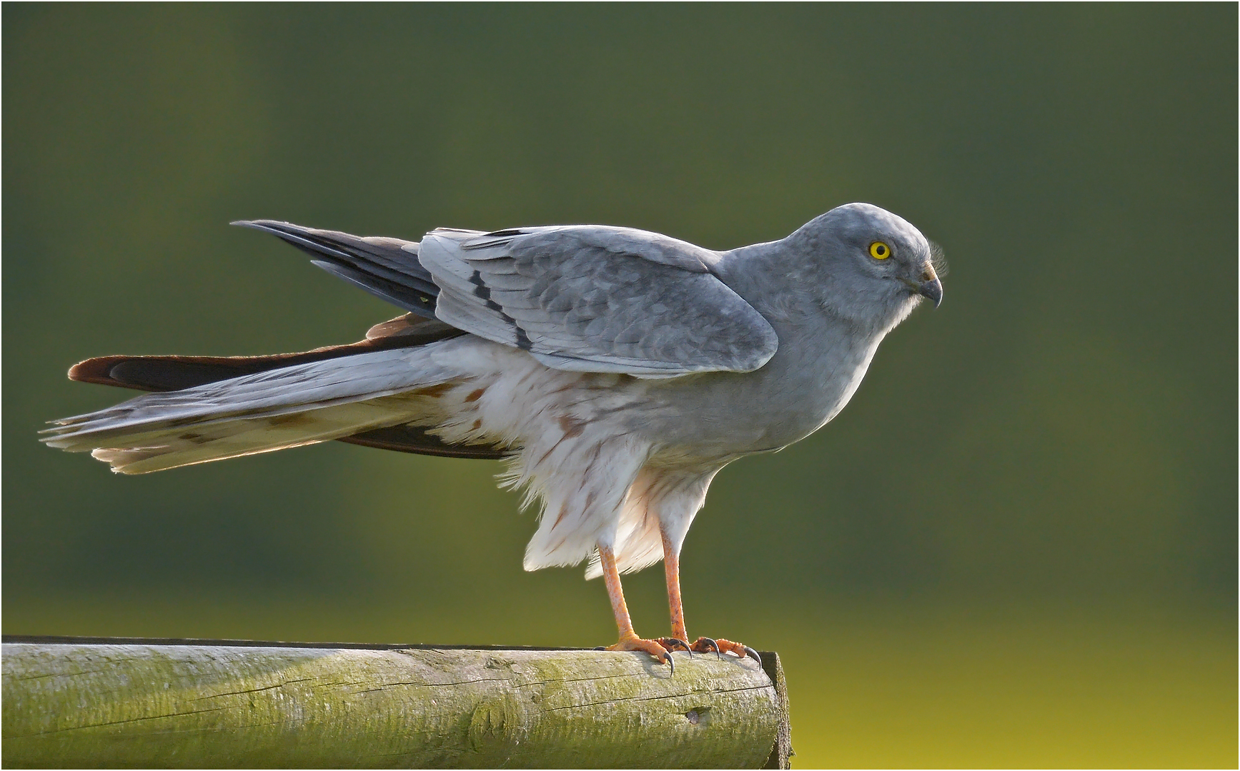 Wiesenweihe Foto & Bild tiere, wildlife, wild lebende vögel Bilder