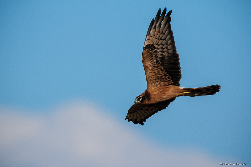 Wiesenweihe im Flug