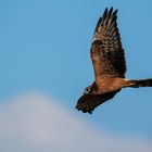 Wiesenweihe im Flug