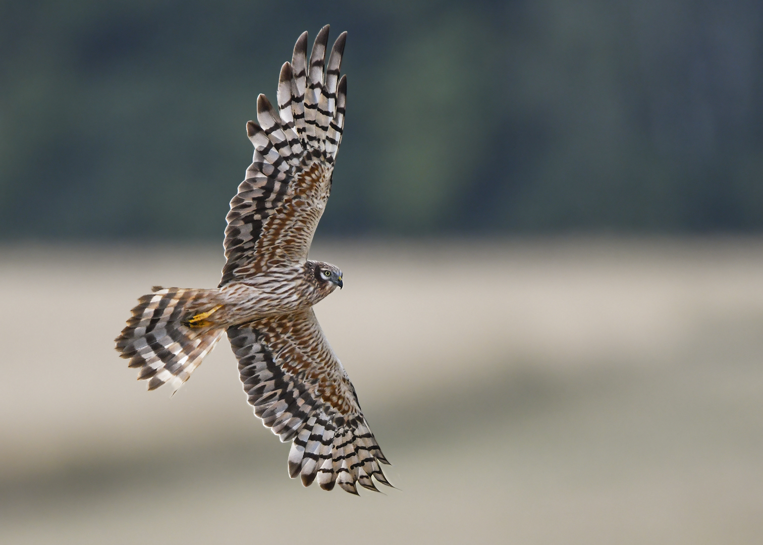 Wiesenweihe im Flug